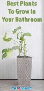 Brighten up your bathroom with a plant or two! Discover which plants thrive in bathrooms with our guide.