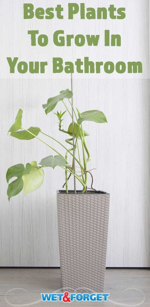 Bathroom Plants That Thrive, With or Without Sunlight Life's Dirty. Clean Easy.