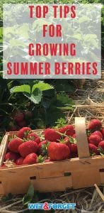 These helpful tips will ensure your summer berry garden is plentiful this year!