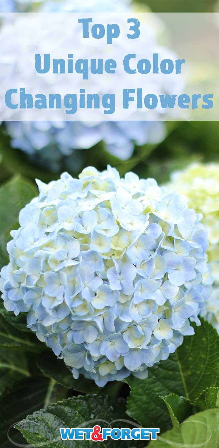 ge din trädgård ett nytt utseende med dessa färgskiftande blommor! 