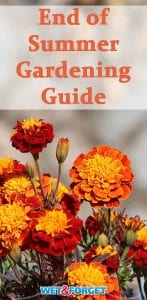 The end of summer is quickly approaching! Check out our top gardening tips as the season comes to a close.