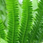 Grow Ferns Indoors: A Quick Guide to Adding Greenery to Your Home