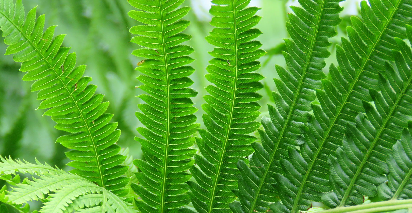 Ask Wet Forget Grow Ferns Indoors A Quick Guide To Adding Greenery To Your Home Ask Wet Forget