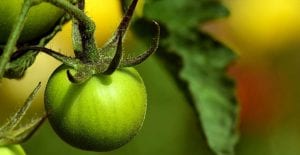 Fried green tomatoes make a great late summer treat.