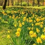 All About Planting Spring Blooming Bulbs in Fall