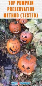 We tested the best pumpkin preservation methods this year. Find out which method ended up on top and stayed mold free for 17 days!