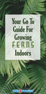 Here’s your go-to guide on types of indoor ferns and how to care for them.