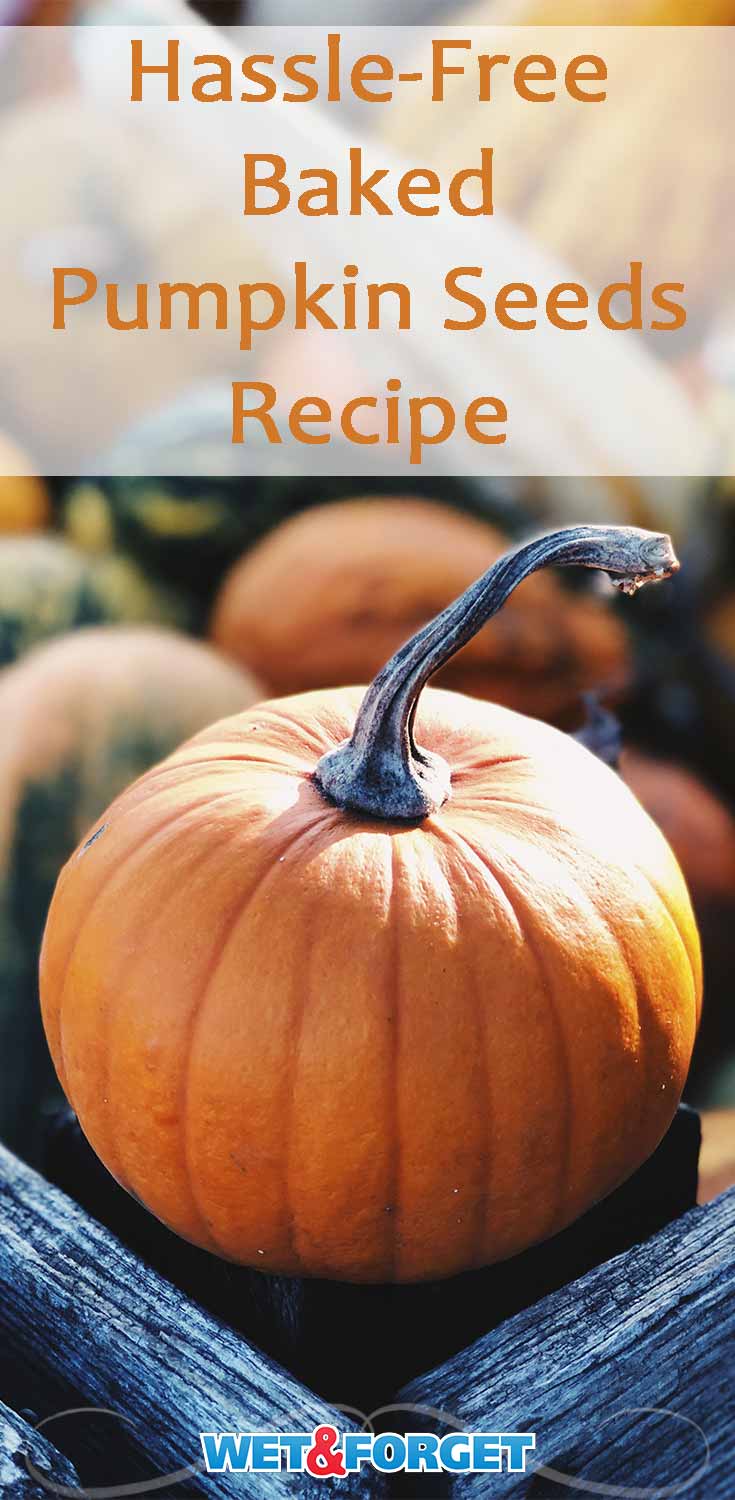Have extra pumpkin seeds? Try out this hassle-free baked pumpkin seeds recipe!