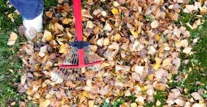 composting leaves and twigs