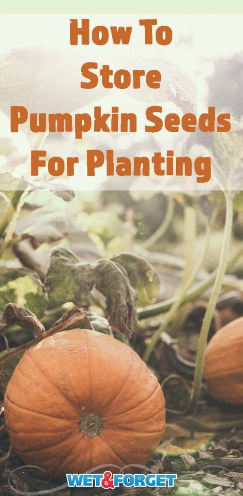 Store Pumpkin Seeds for Planting, Using This Easy Method Life's Dirty