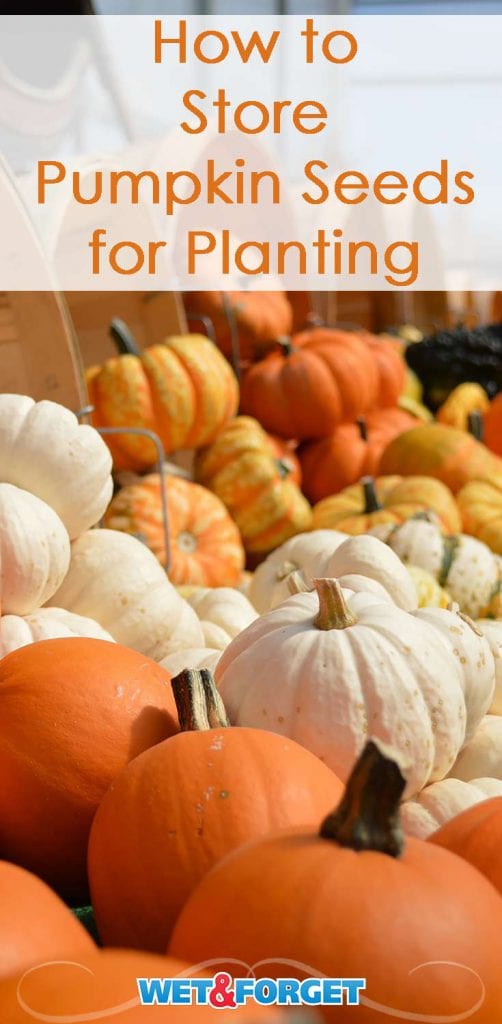Store Pumpkin Seeds for Planting, Using This Easy Method Life's Dirty