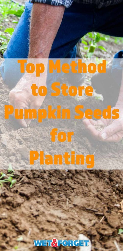 Store Pumpkin Seeds for Planting, Using This Easy Method Life's Dirty