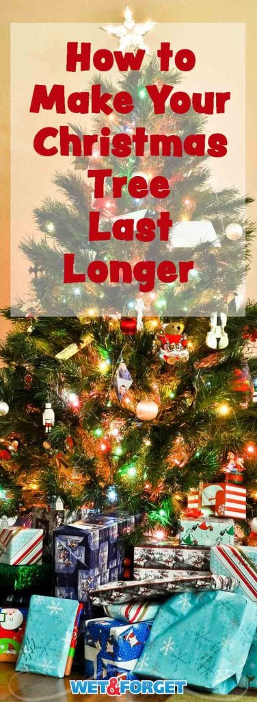 How to Make Your Christmas Tree Last Longer | Life's Dirty. Clean Easy.