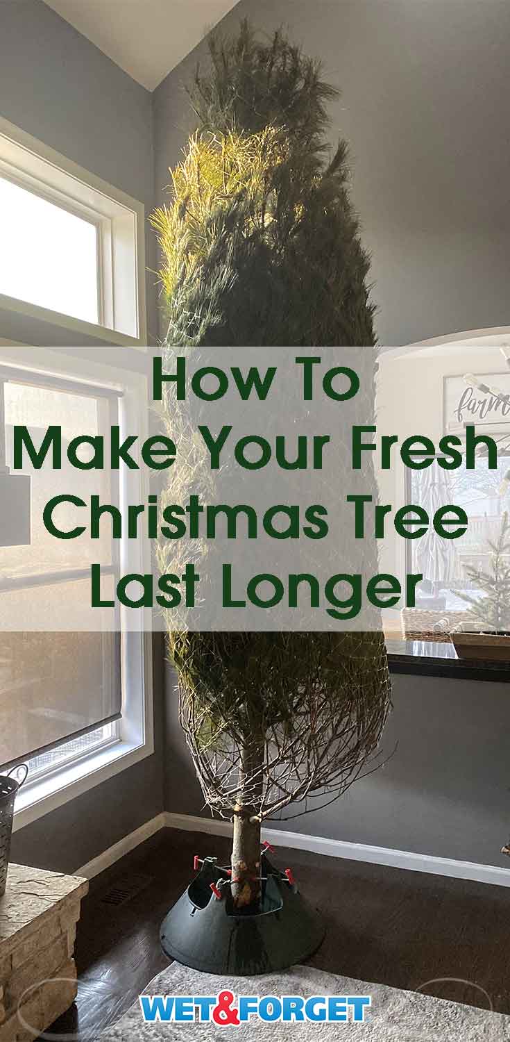 Make your Christmas tree last into January with these easy tips!
