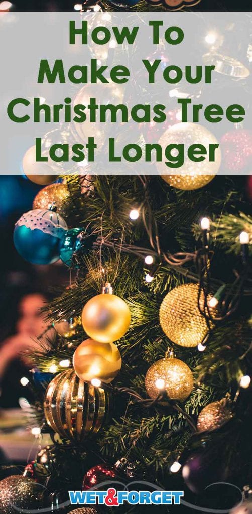 How to Make Your Christmas Tree Last Longer Life's Dirty. Clean Easy.