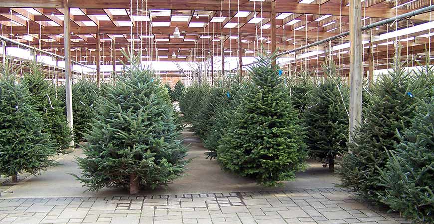 Picking out a holiday tree