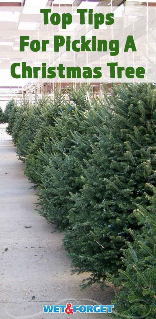 How to Make Your Christmas Tree Last Longer Life's Dirty. Clean Easy.