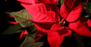tips for taking care of Poinsettias