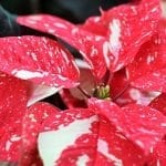 Helpful Holiday Tips for Taking Care of Poinsettias