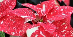tips for taking care of Poinsettias