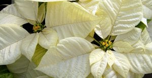 tips for taking care of Poinsettias