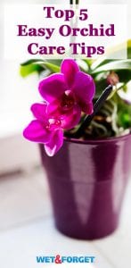 Thinking of getting an orchid soon? Read up on these easy care tips first!