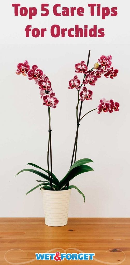 5 Tips to Taking Care of Orchids in Your Home Life's Dirty. Clean Easy.