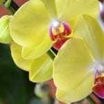 5 Tips to Taking Care of Orchids in Your Home