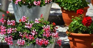 porch planter ideas