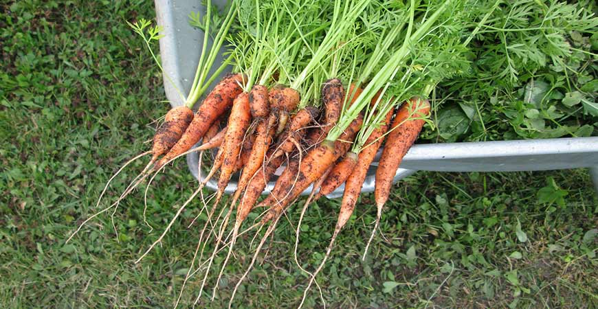 Why you should grow carrots. 