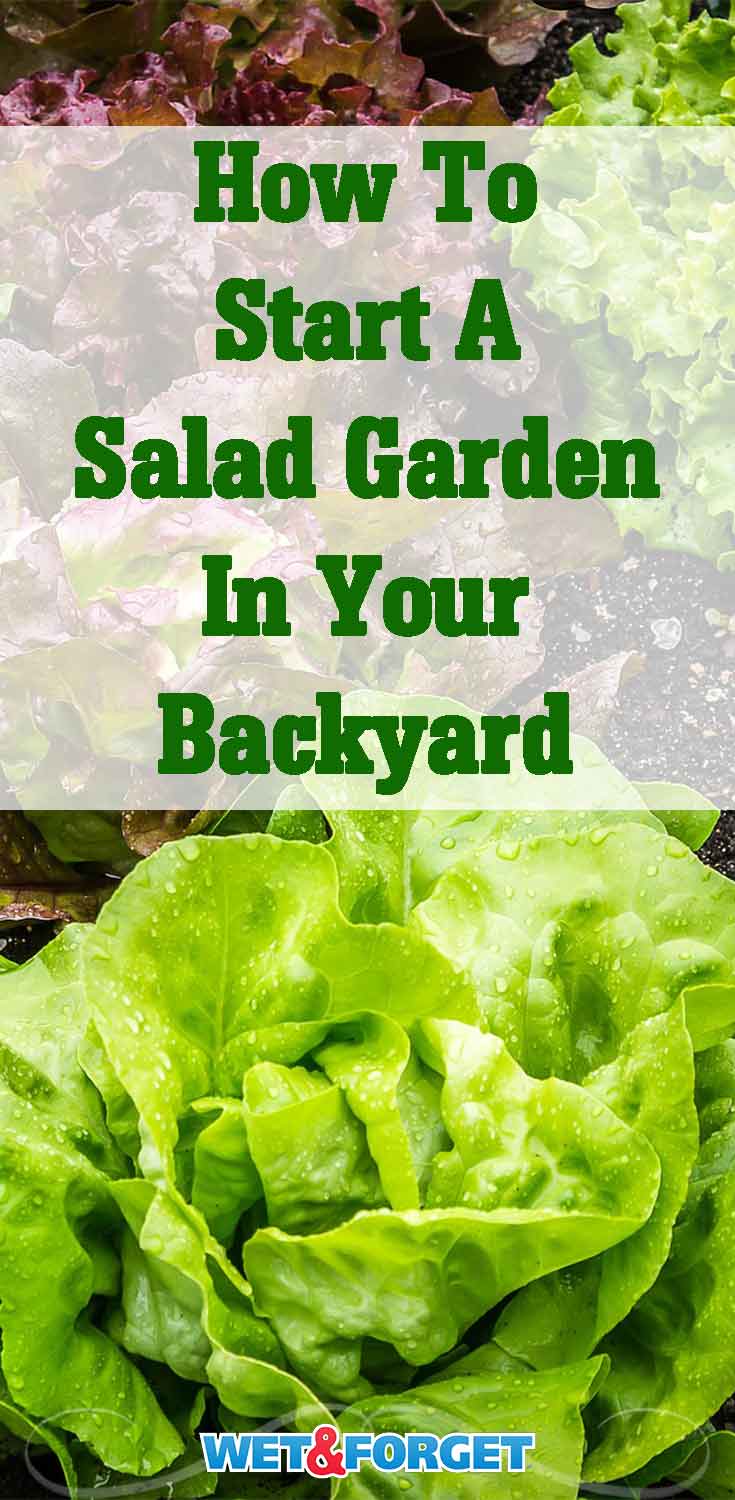Grow your own salad garden in your backyard with this easy how-to guide!