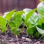 Healthy Salad Garden Ideas for Veggie Loving Gardeners