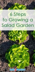 Follow these 6 simple steps to grow a salad garden in your backyard!