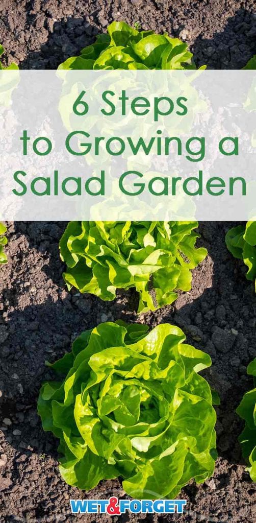 Ask Wet & Forget Healthy Salad Garden Ideas for Veggie Loving Gardeners