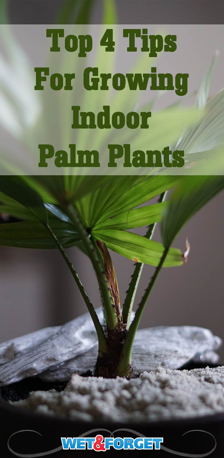 Escape winter's chill by growing an indoor palm plant! Use these tips to have a healthy plant all year long!