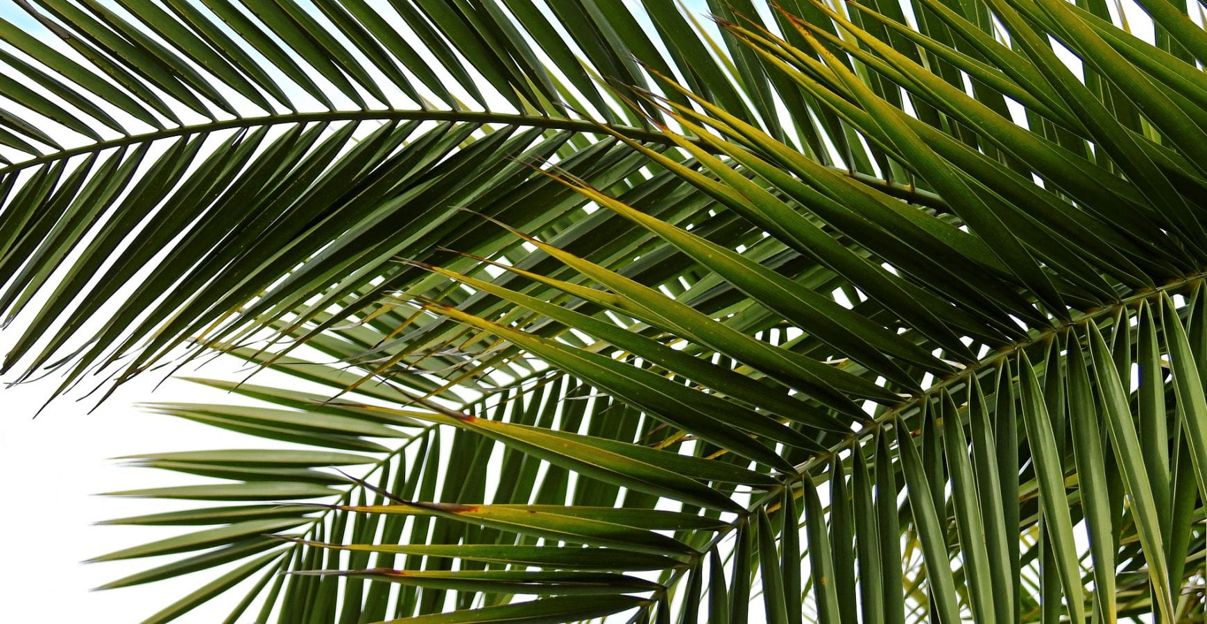 Secrets to Growing Indoor Palm Plants Life's Dirty. Clean Easy.