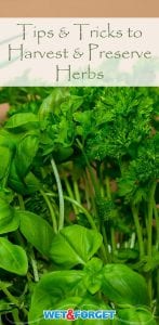 Learn how to harvest and dry herbs with our easy how-to guide.