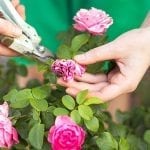 Deadheading Roses and Garden Flowers – Tips and How-tos