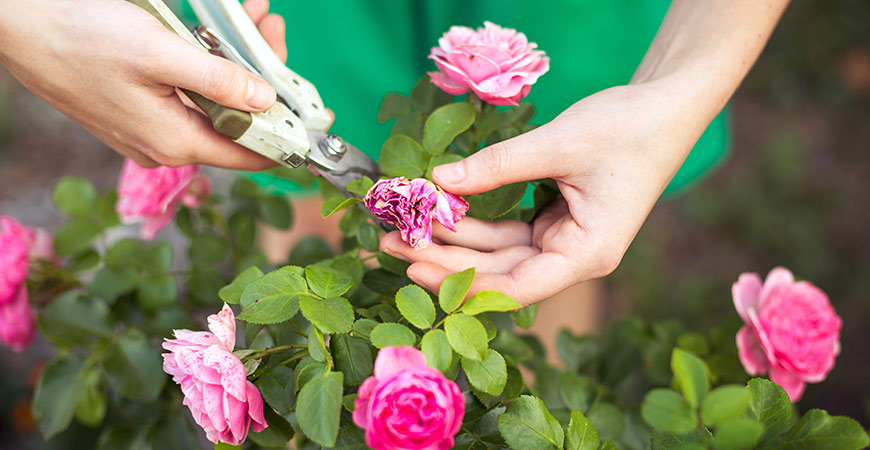 Learn how to deadhead roses with our tips!