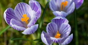 Pickwick Crocus open up with light and close at night