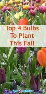 Plant these 4 types of bulbs this fall for a beautiful spring!
