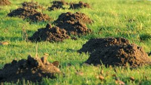 lawn renovation