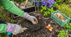 Learn how to plant sping blooming bulbs this fall with these steps