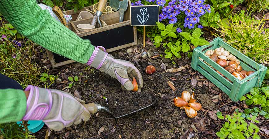 Ask Wet & Forget All About Planting Spring Blooming Bulbs in Fall | Ask