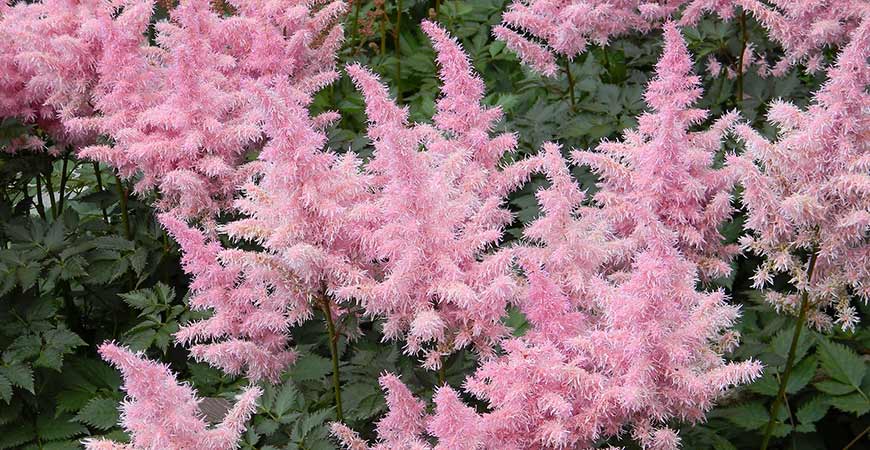 Transplant Astilbe with our guide