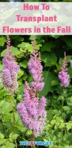 Fall is the best time to transplant flowers. Learn how easy transplanting flowers is with our guide!