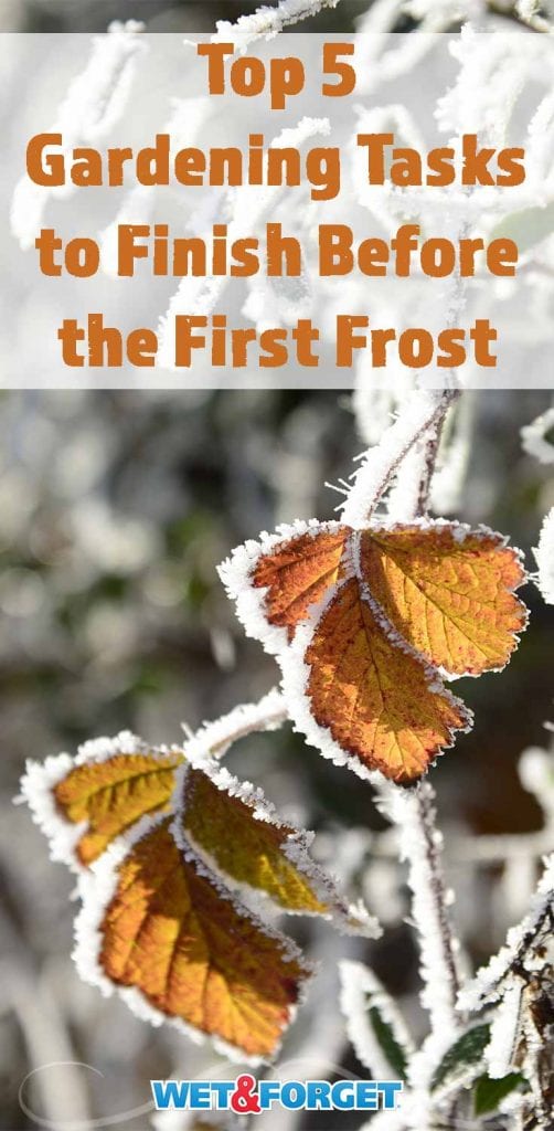 Top 5 Gardening Tasks to Do Before the First Frost Arrives Life's