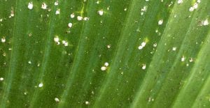 succulent pests and diseases