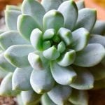 Fixes for the Most Common Succulent Pests and Diseases