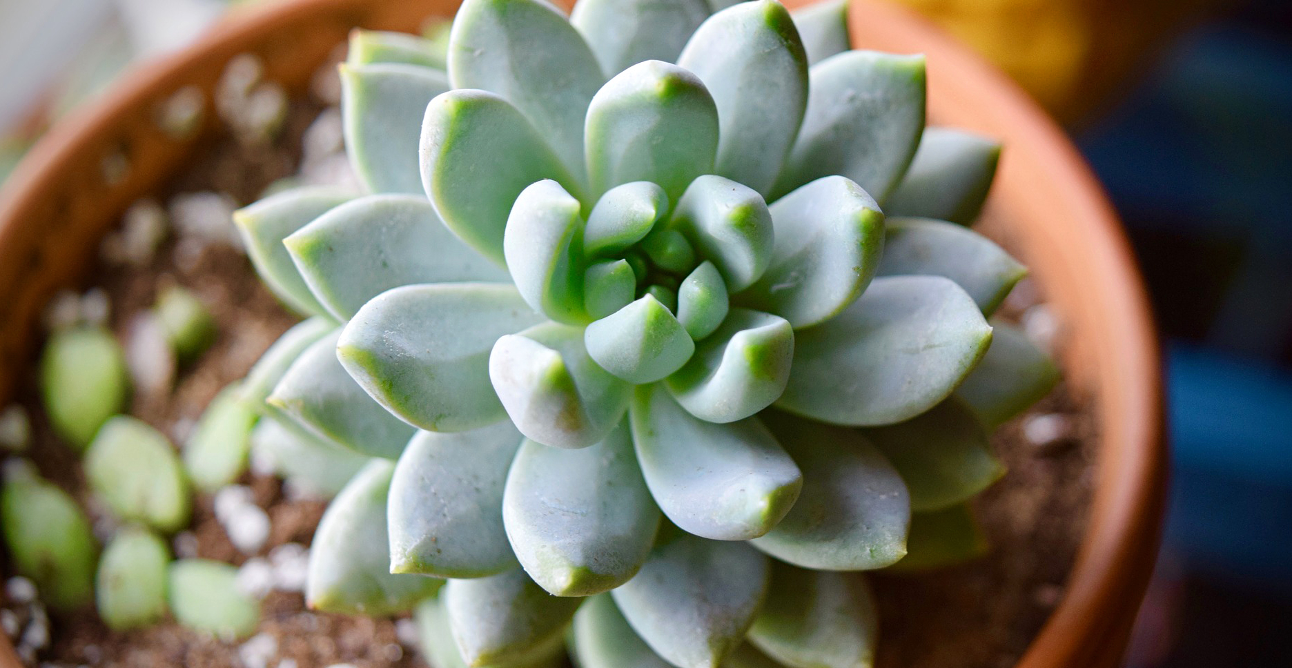 succulent pests and diseases